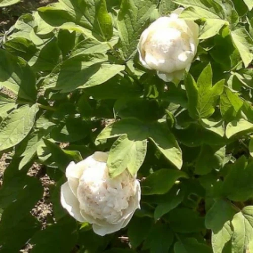 Paeonia Suffruticosa 'Bai Xue Ta' best