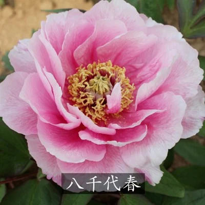 Иацхииотсубаки